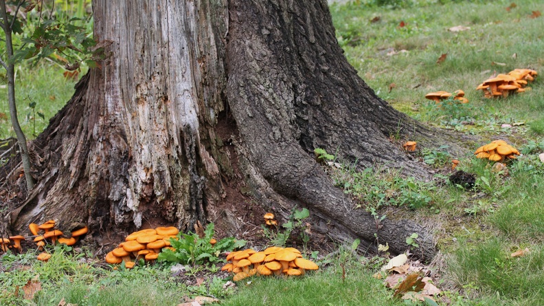Eastern American Jack-O’-Lantern (Omphalotus illudens) 4